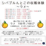 シバブル　収穫体験　梅　